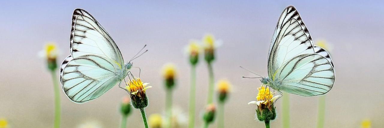 2 weisse Schmetterlinge mit schwarzen Streifen an den Flügelrändern sitzen auf 2 gelben Blüten, die etwas so weit voneinander entfernt sind, wie die Flügel eines der Schmetterlinge.