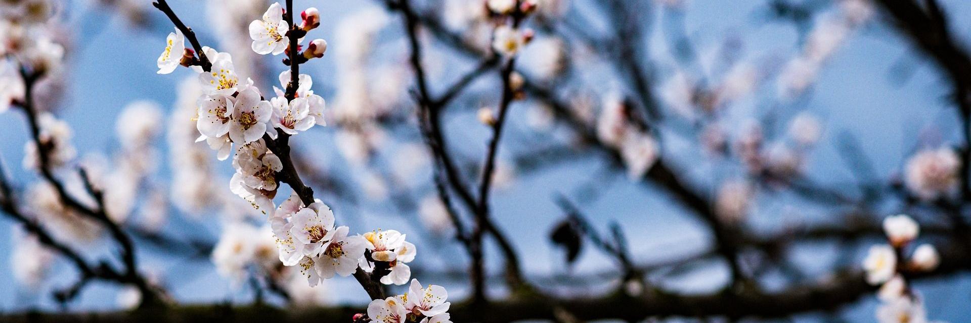 Trainings: blühende Mandelblüten vor einem blauen Himmel 